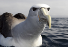 Salvins albatross272 copy.jpg